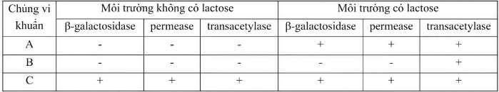 Bảng biểu hiện Operon Lac